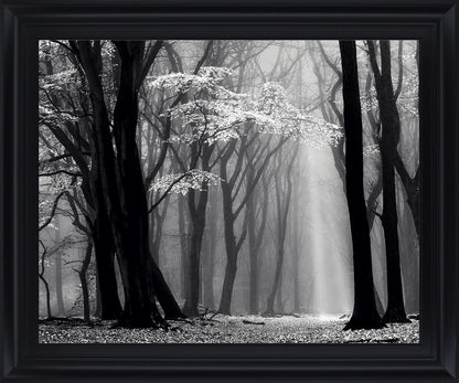 Silent Grove Shadows - 28" x 34" Framed Wall Art - Dark Gray