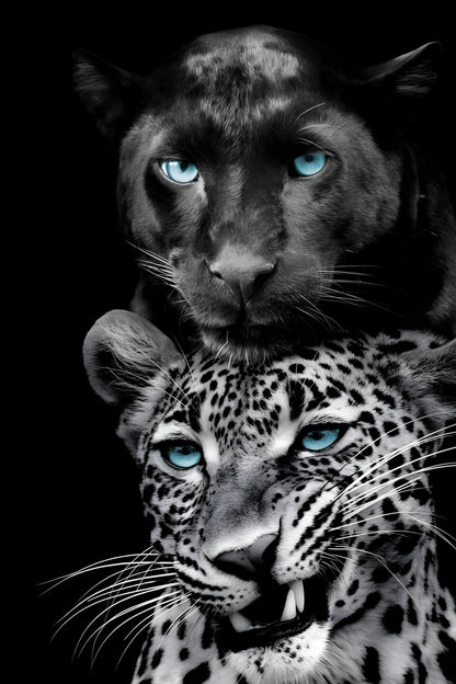 Azure Gaze Duo - 40" x 60" Framed Wall Art - Black